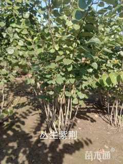 高度200厘米丛生紫荆