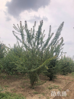 高度500厘米丛生三角枫