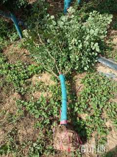 高度150厘米月季