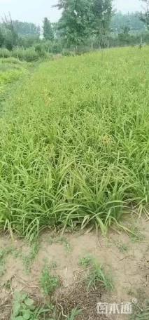 高度20厘米萱草