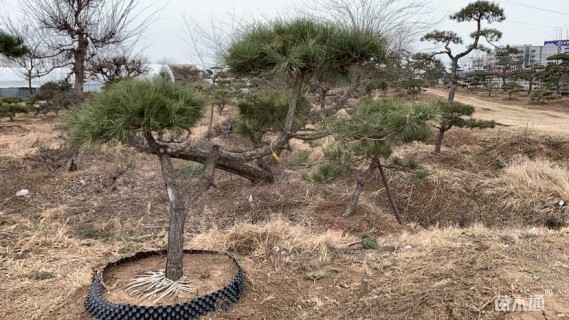 10公分造型黑松