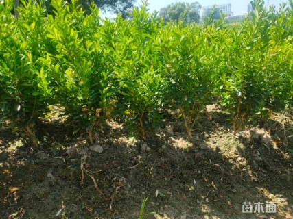 高度3035厘米雀舌黄杨小苗