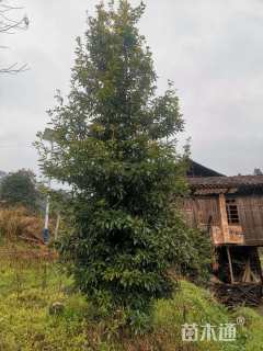 12公分金丝楠木