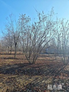 高度700厘米丛生茶条槭