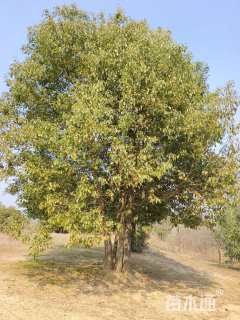 12公分(5杆)丛生香樟