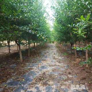 高度300厘米石榴