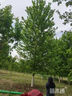 18公分美国红枫