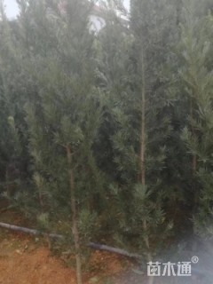 高度300厘米欧洲月季