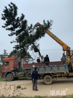 高度650厘米黑松