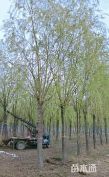 22公分柳树