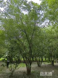 高度600厘米丛生国槐