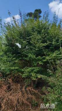 高度400厘米丛生红枫