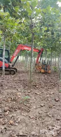 10公分速生法桐