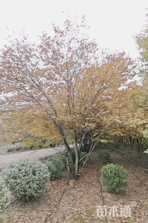 30公分(5杆)丛生榉树