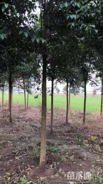 13公分大叶女贞