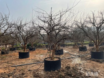 高度300厘米石榴