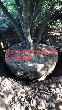 35公分(5杆)丛生朴树