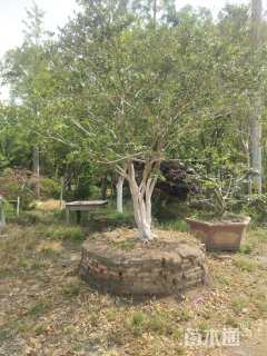 高度1200厘米羽毛枫