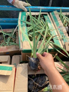 高度35厘米德国鸢尾