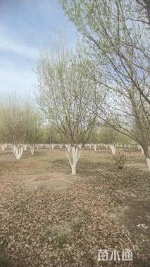 高度800厘米丛生三角枫