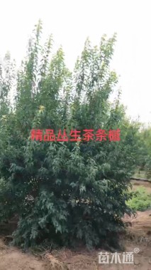 高度401厘米丛生茶条槭