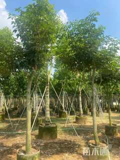 10公分紫花风铃木