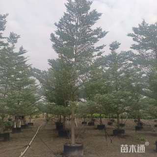 12公分小叶榄仁