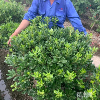 冠幅120厘米海桐球