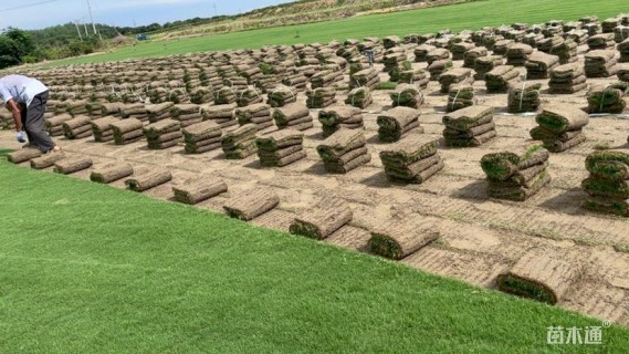 草卷状百慕大草