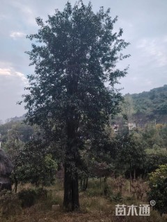 高度700厘米金弹子