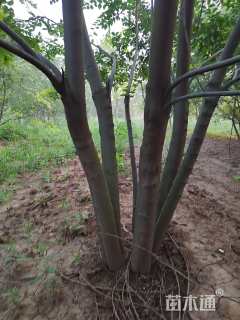 50公分丛生朴树