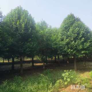 原生苗丛生大叶女贞