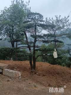 断根苗造型罗汉松