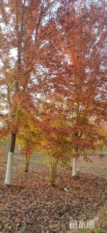 20公分美国红枫