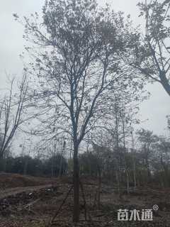 15公分黄花风铃木