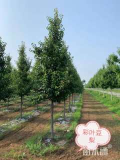 10公分彩叶豆梨