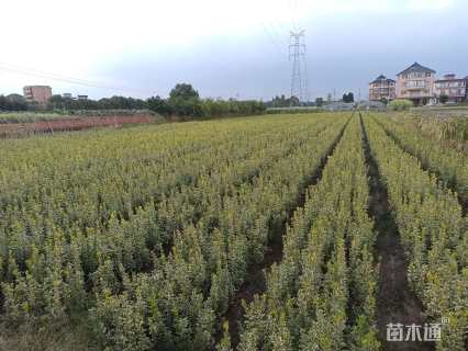 高度50厘米金边黄杨