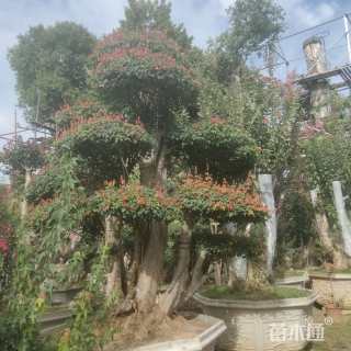 50公分造型三角枫