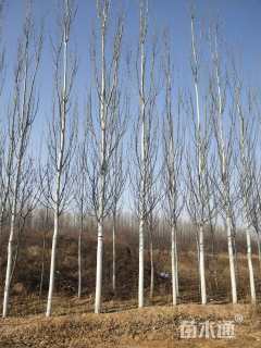 12公分新疆杨
