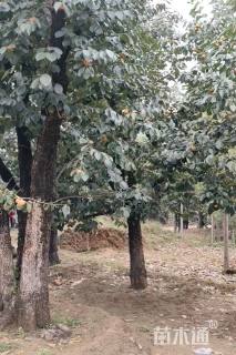35公分柿树