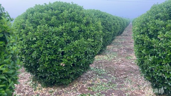 冠幅210厘米大叶黄杨球