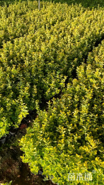 高度40厘米金冠黄杨