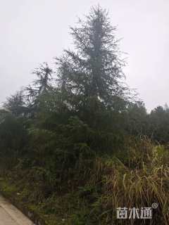 高度1000厘米雪松