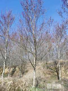 20公分美国红枫