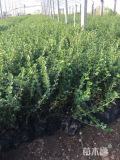 高度35厘米平枝栒子