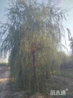 20公分西湖垂柳