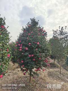 高度250厘米茶梅