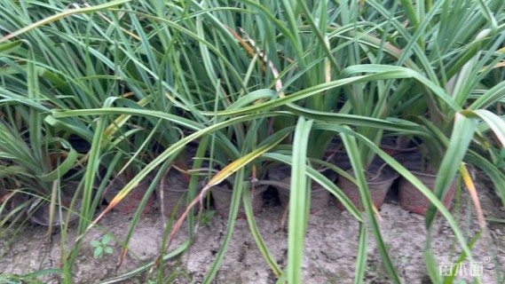 高度30厘米火炬花