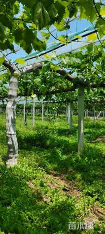 150厘米葡萄