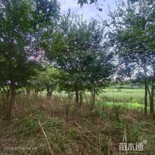 10公分(5杆)丛生朴树